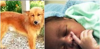 Pas lutalica pronašao i spasio novorođenče