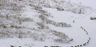 Fotografija s vukovima