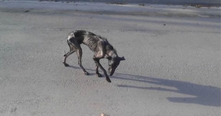 Mislila je da ovaj pas neće preživjeti, ali samo dva mjeseca kasnije se događa čudo!