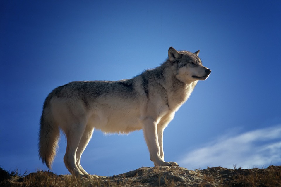 vukovi promijenili ekosustav