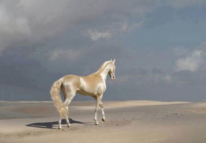 upoznajte najljepšeg konja na svijetu