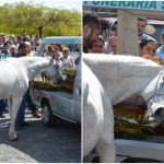 konj žali za pokojnim vlasnikom