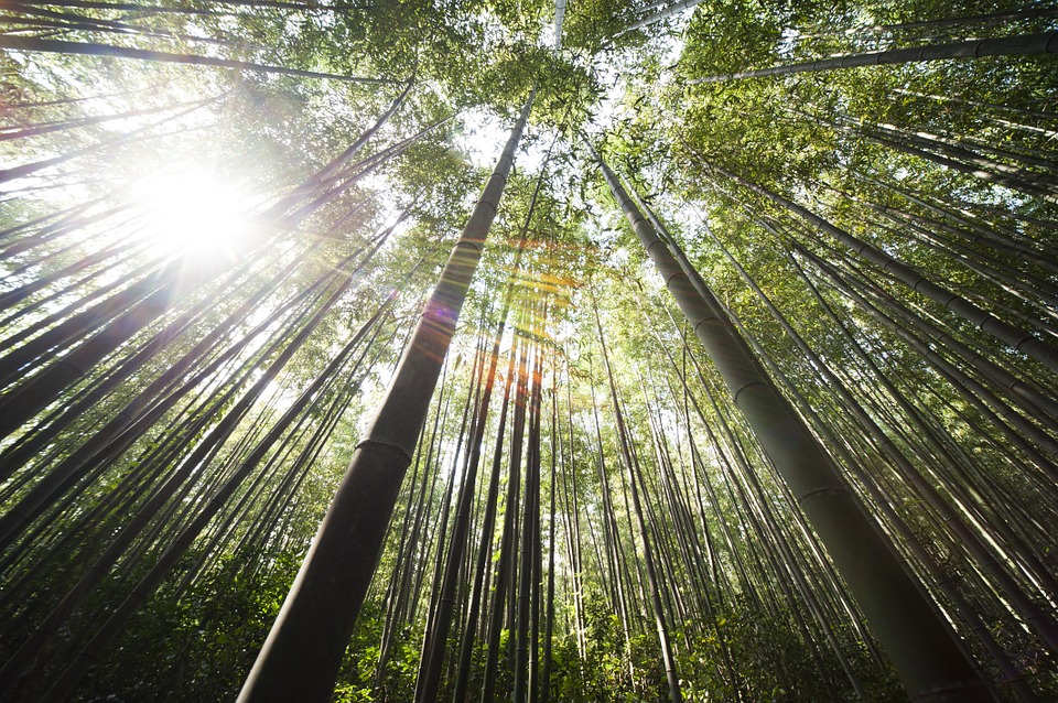 priča o bambusu
