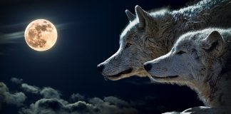 Priča o dva vuka