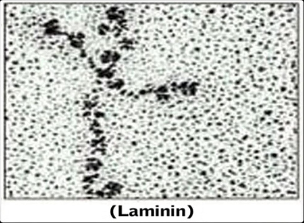 laminin