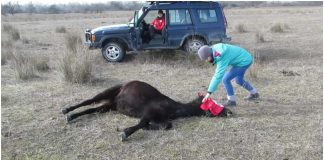 Veterinar oslobodio konja