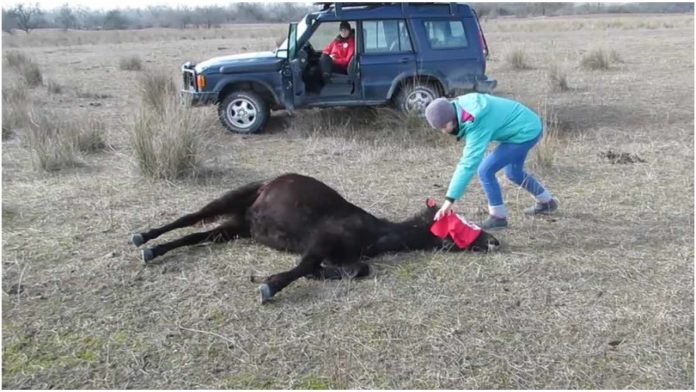 Veterinar oslobodio konja