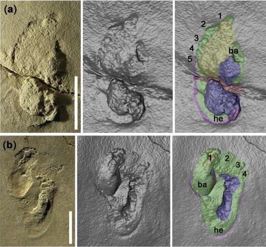 Otisci stopala; Foto: iflscience.com