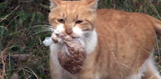 mačka lutalica hrana