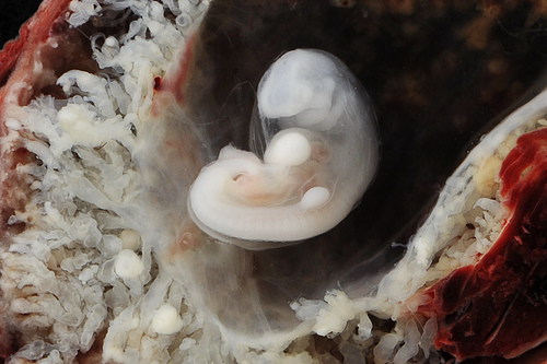 Embrij star 3 do 4 tjedna; Foto: Flickr