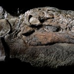 nodosaur