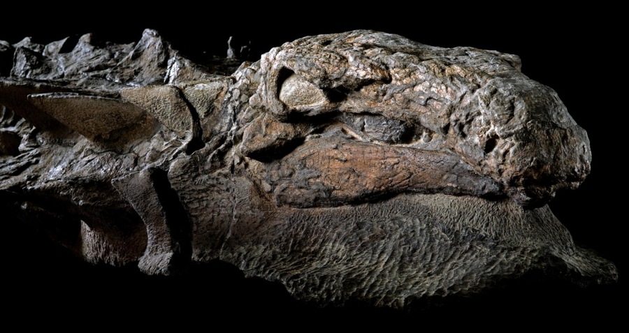 nodosaur