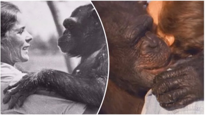 susret s čimpanzama