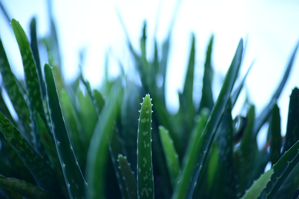 aloe vera čini tijelu