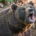 ateistu napao medvjed