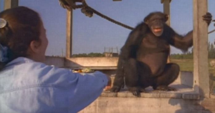 žena čimpanza susret