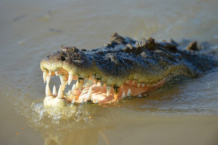 krokodil ubio pastora krokodil ubio pastora