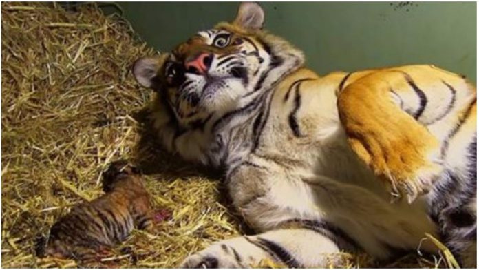 mali tigar prestao disati nakon rođenja mali tigar prestao disati nakon rođenja