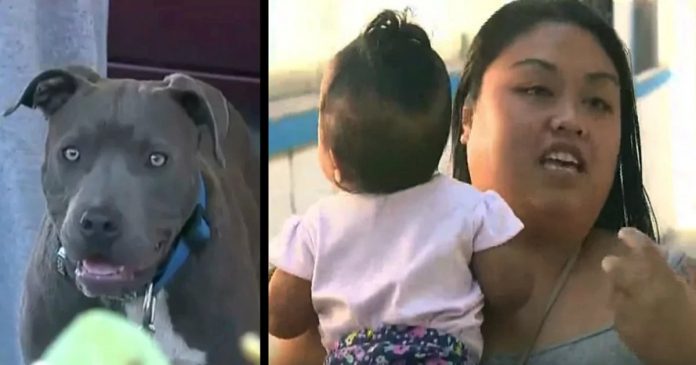 Hrabri pit bull izvukao bebu iz kreveta kako bi je spasio od požara Hrabri pit bull izvukao bebu iz kreveta kako bi je spasio od požara
