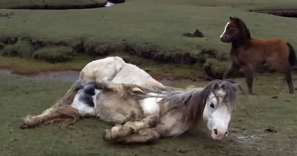 Kobila je bila zapetljana, a ždrijebe je očajno htjelo spasiti mamu