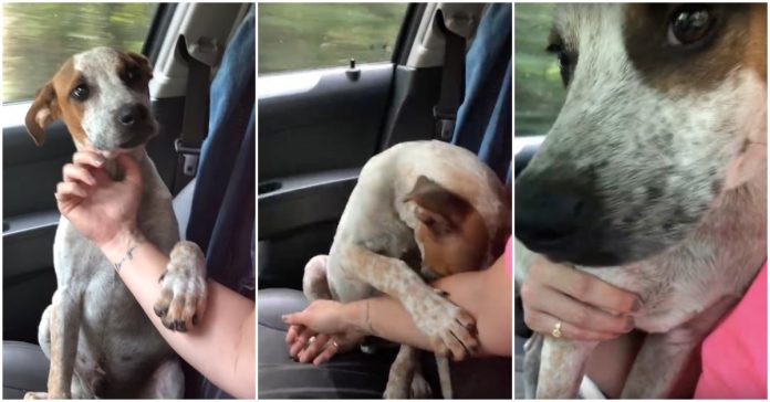 Pas tješio ženu koja je počela plakati nakon što ga je spasila