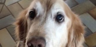 Vlasnica je rekla psu da više nema rak, a njegova reakcija je u trenu osvojila internet