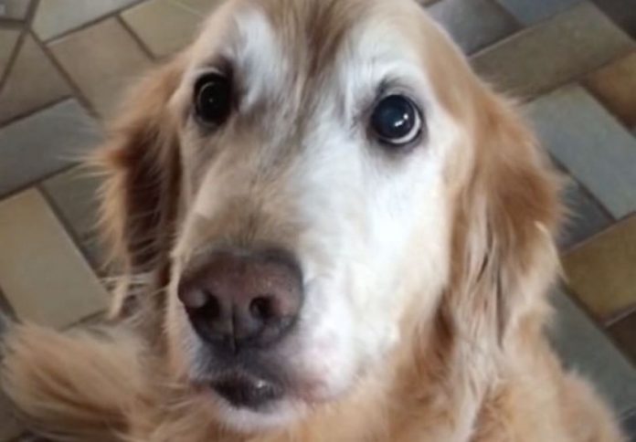Vlasnica je rekla psu da više nema rak, a njegova reakcija je u trenu osvojila internet