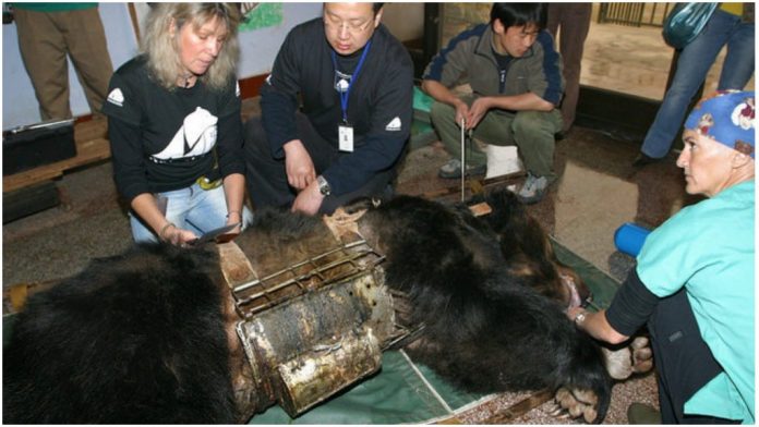 Medvjedicu su godinama držali zarobljenu u metalnom prsluku