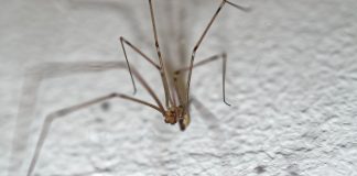 Pauci su korisni Znanstvenici objasnili zašto ne trebate ubijati pauke u svom domu