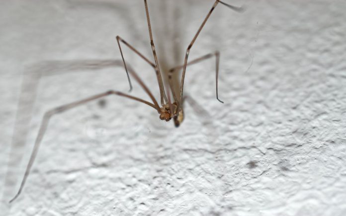 Pauci su korisni Znanstvenici objasnili zašto ne trebate ubijati pauke u svom domu