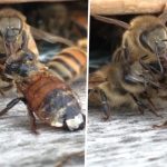 Pčele surađuju kako bi pomogle ranjenoj prijateljici