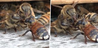 Pčele surađuju kako bi pomogle ranjenoj prijateljici