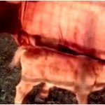 U Izraelu nakon 2.000 godina rođena crvena junica koja će označiti početak izgradnje Trećeg Hrama