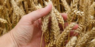 Što je pšenica koju će Isus skupiti u svoju žitnicu