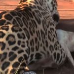 pas jaguar prijateljstvo