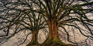 Što simboliziraju stablo života i stablo spoznaje dobra i zla
