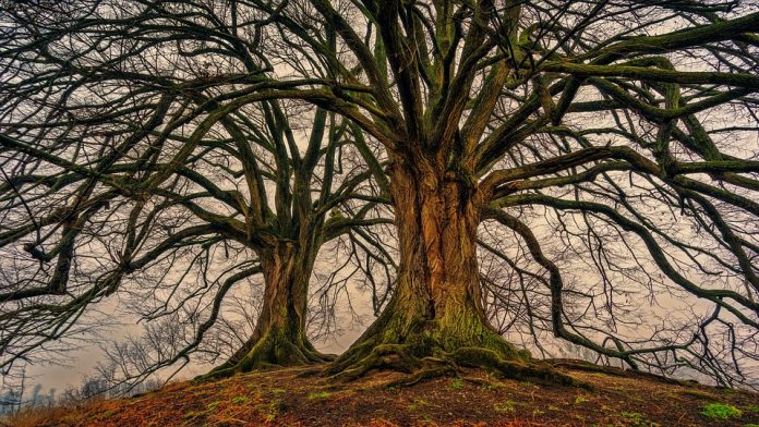 Što simboliziraju stablo života i stablo spoznaje dobra i zla