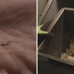 Švicarci rade morbidne stvari s tijelima svojih mrtvaca