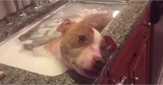 Prvo kupanje zlostavljanog psa će vam slomiti srce