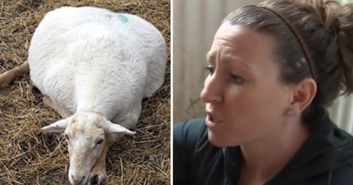 Veterinar je rekao da će ovca koja je nosila mlade umrijeti Veterinar je rekao da će ovca koja je nosila mlade umrijeti