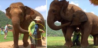 slonovi pametne životinje