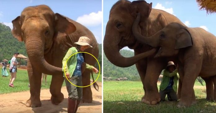 slonovi pametne životinje