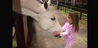 Malena djevojčica je htjela zagrliti velikog konja