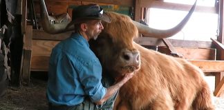 Farmer oduševio društvene mreže: Ovako on brine o svojim životinjama!