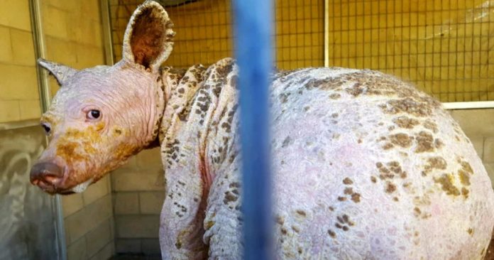 kožna-infekcija-medvjedica kožna infekcija medvjed