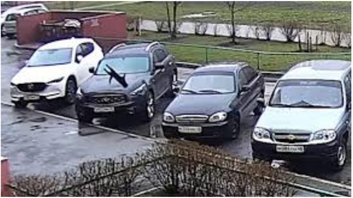 mačka preživjela pad mačka preživjela pad