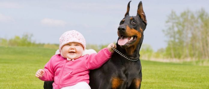 Djeca mlađa od deset godina su najviše izložena riziku od ugriza pasa Djeca mlađa od deset godina su najviše izložena riziku od ugriza pasa