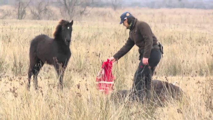 divlji konj Divlji konj poljubio veterinara koji ga je oslobodio