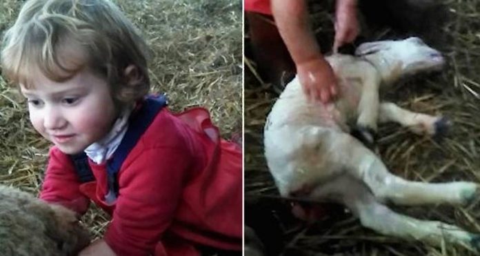djevojčica janje Djevojčica (3) pomogla pri rođenju malenog janjeta