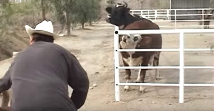 Krava nije mogla prestati plakati za svojom nestalom bebom kada je ugledala neobičan prizor kroz ogradu